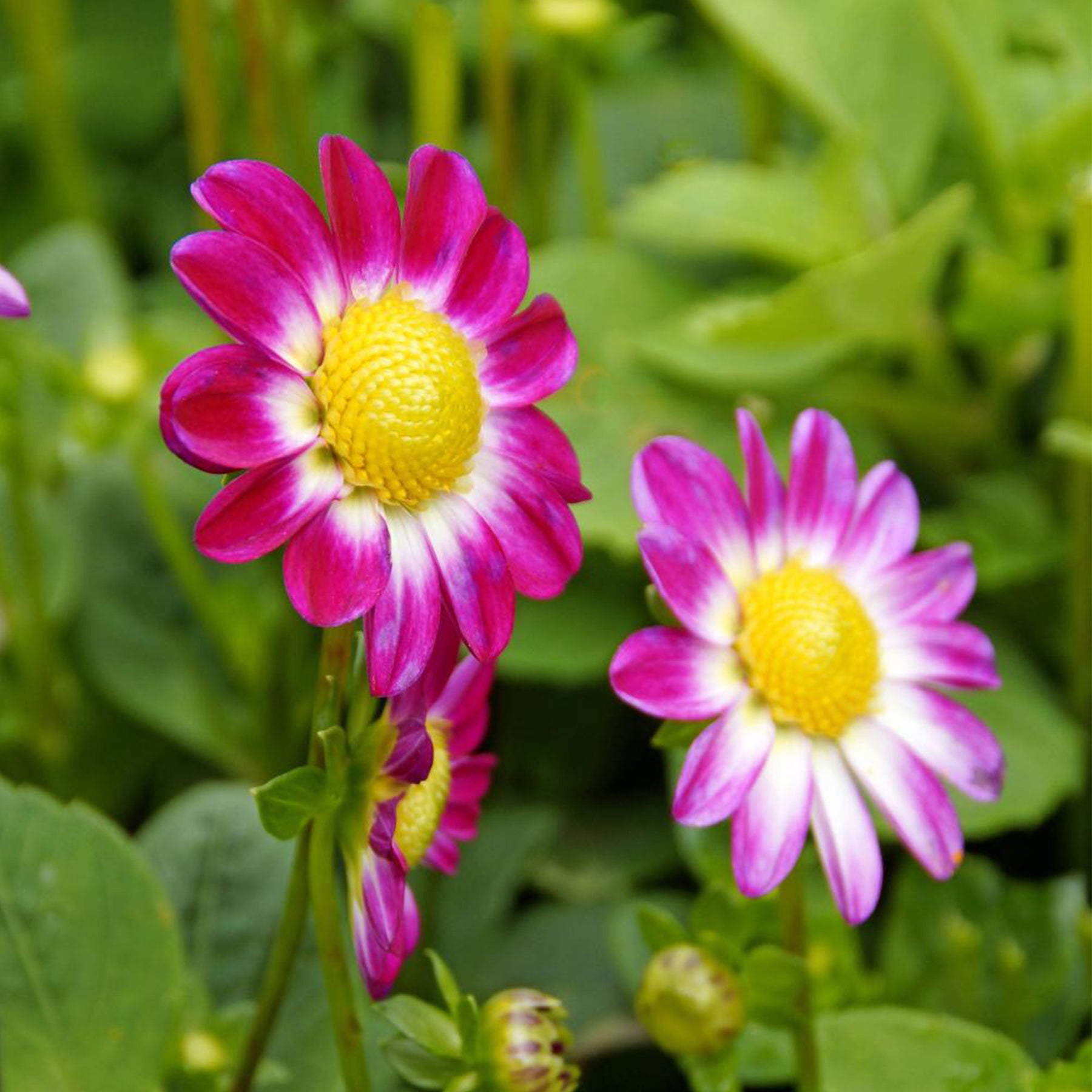 Sommerblüher-Blumenzwiebeln Mischung (x30)