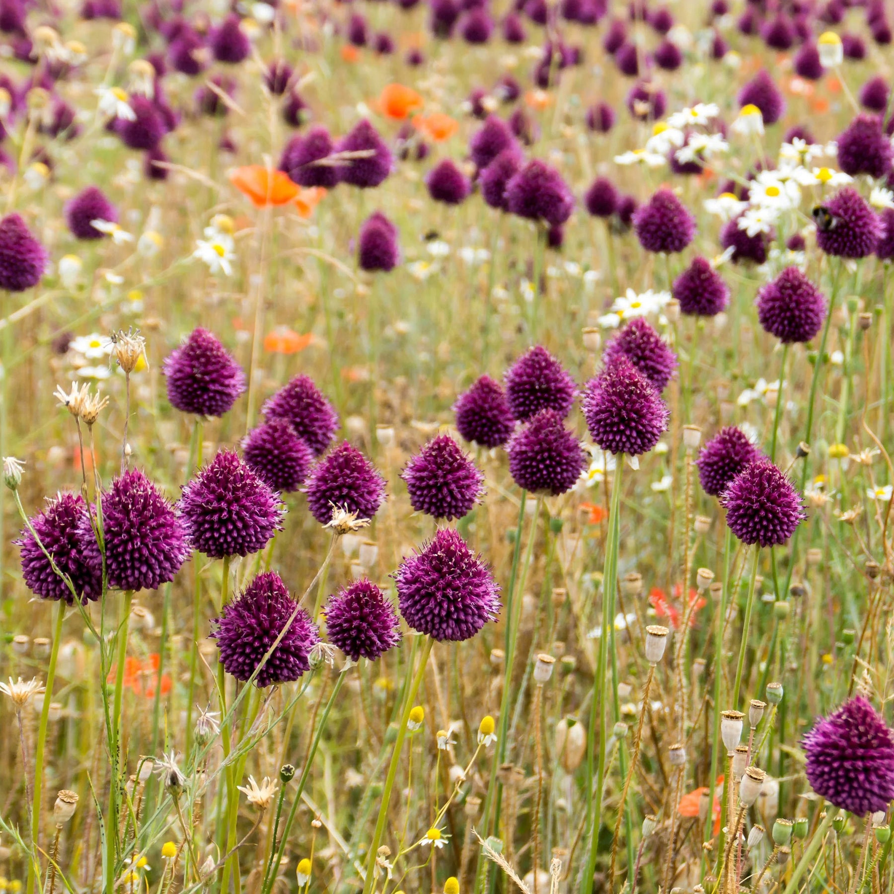 Verkauf 5 Stauden für eine Blumenwiese