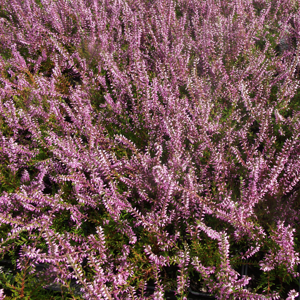 Calluna vulgaris - Rosa Heidekraut mit grünen Blättern (x3) - Heidekraut