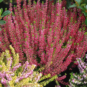 Calluna vulgaris - Sommerheide Mischung (x6) - Blühende Stauden