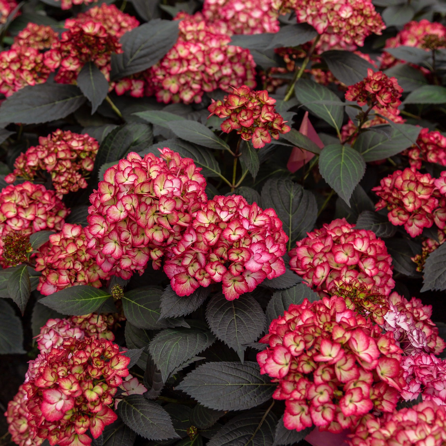 Bauernhortensie 'Eclipse'® 'Bailmacseven' - Hydrangea macrophylla Eclipse® ‘Bailmacseven’ - Willemse