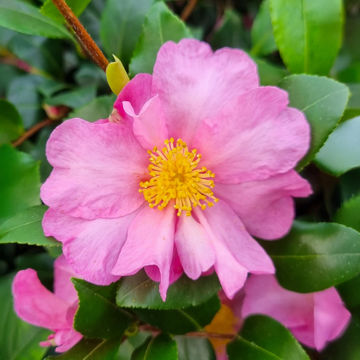 Herbstkamelie ‘Cleopatra’