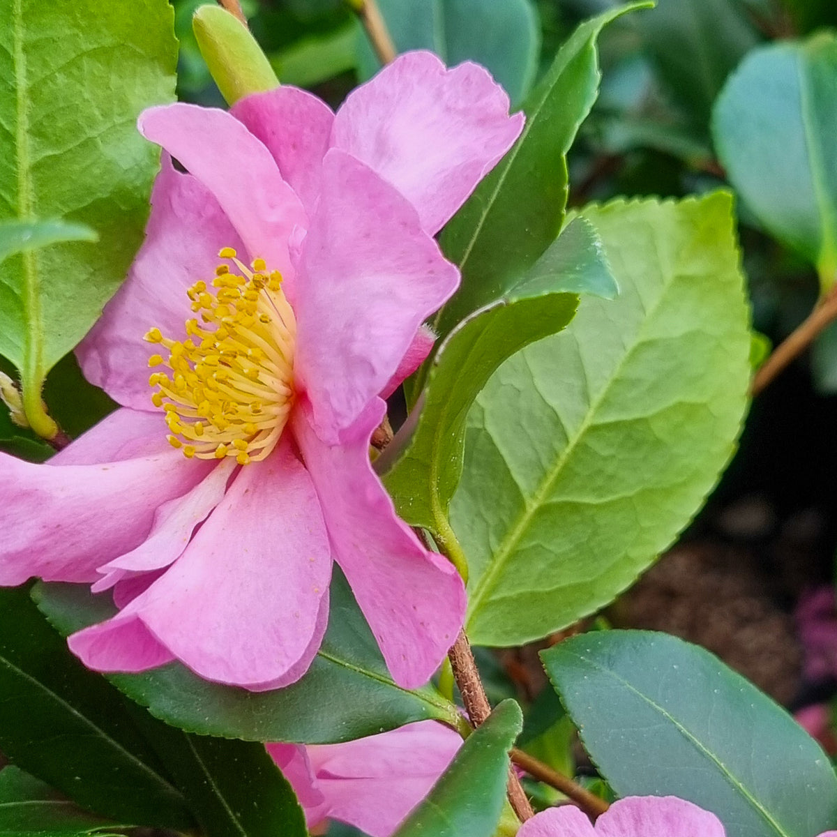 Herbstkamelie ‘Cleopatra’