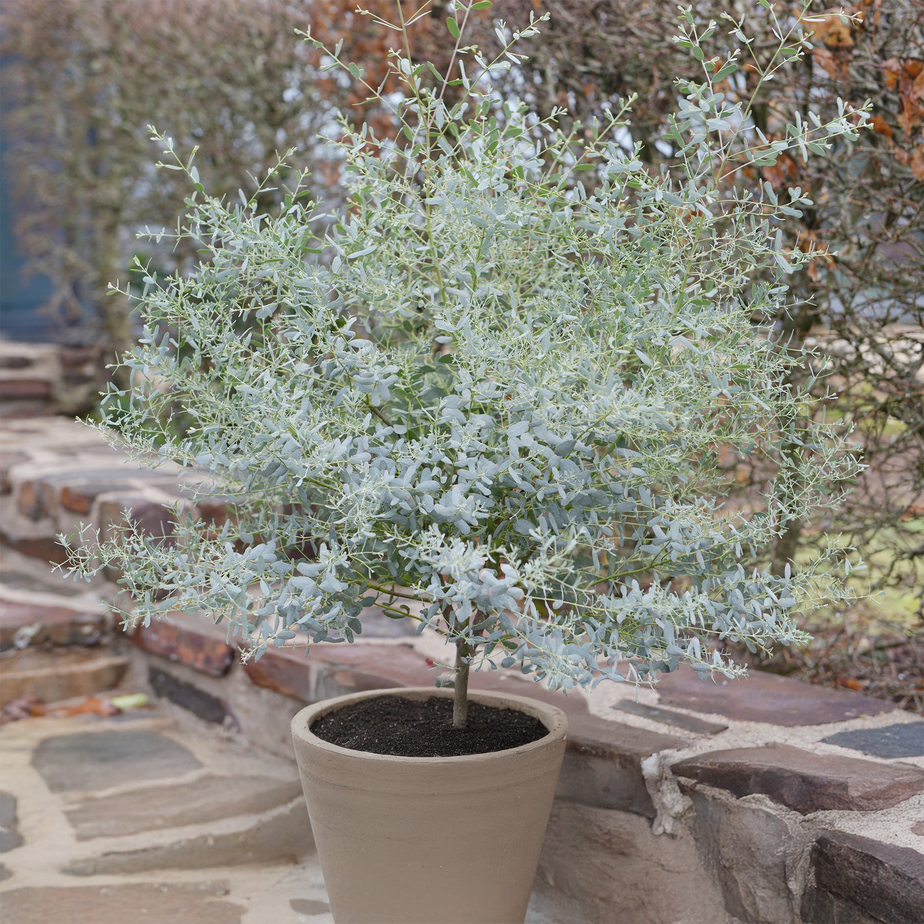 Eukalyptus France Bleu ® Rengun für Kübel