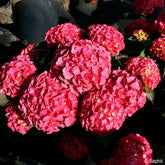 Bauern-Hortensie Red Ever Belles®  - Hydrangea macrophylla Red ever belles ® 'hortmallegretto' - Willemse
