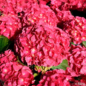Bauern-Hortensie Red Ever Belles®  - Willemse