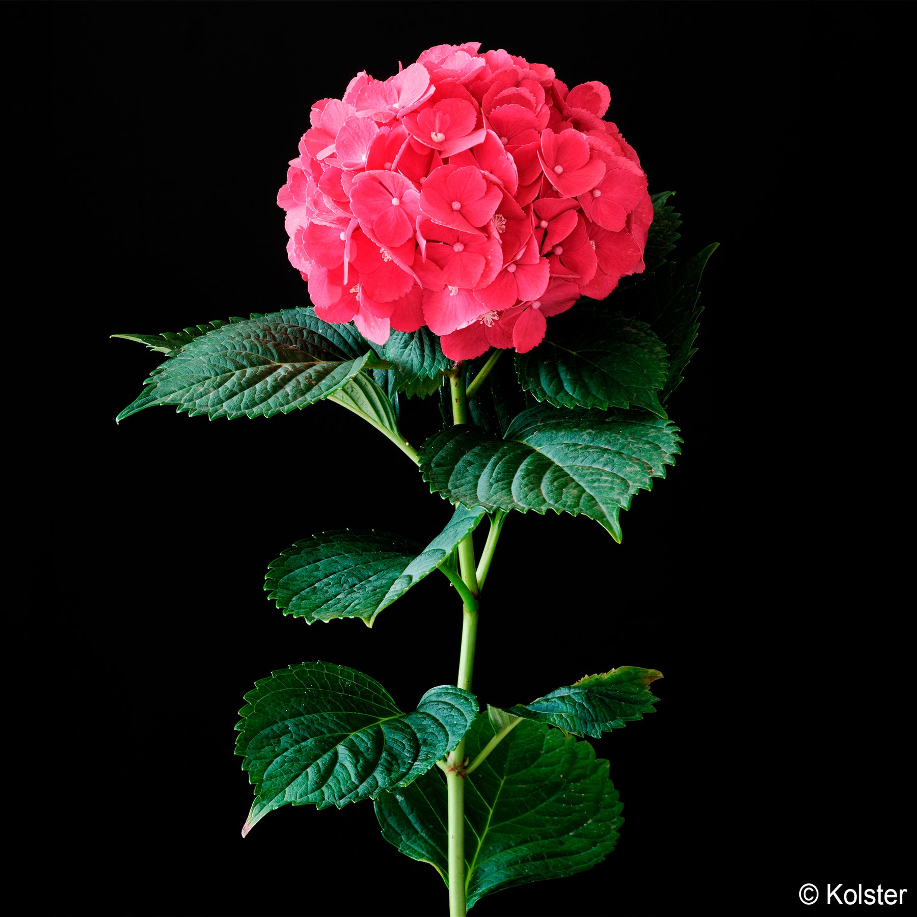Hydrangea macrophylla Red ever belles ® 'hortmallegretto' - Bauern-Hortensie Red Ever Belles®  - Großblättrige Hortensie