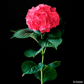 Hydrangea macrophylla Red ever belles ® 'hortmallegretto' - Bauern-Hortensie Red Ever Belles®  - Großblättrige Hortensie