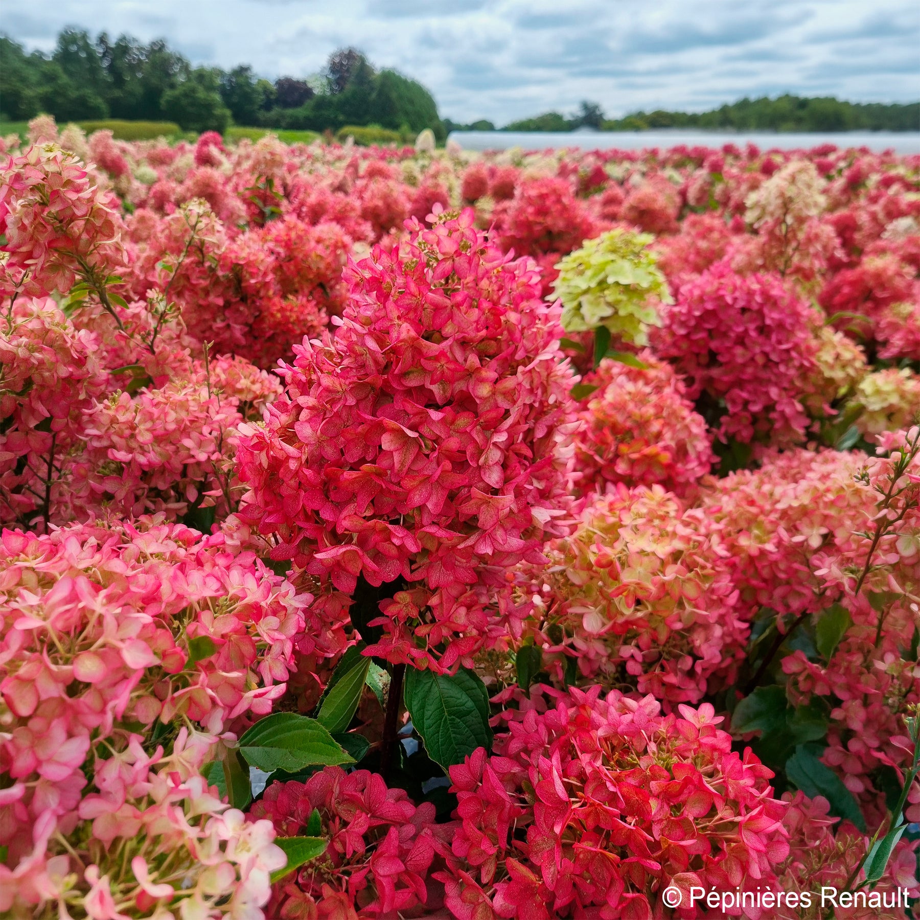 Rispen-Hortensie Metalica® ‘Renmeta’ - Hydrangea paniculata Metalica® renmeta - Willemse