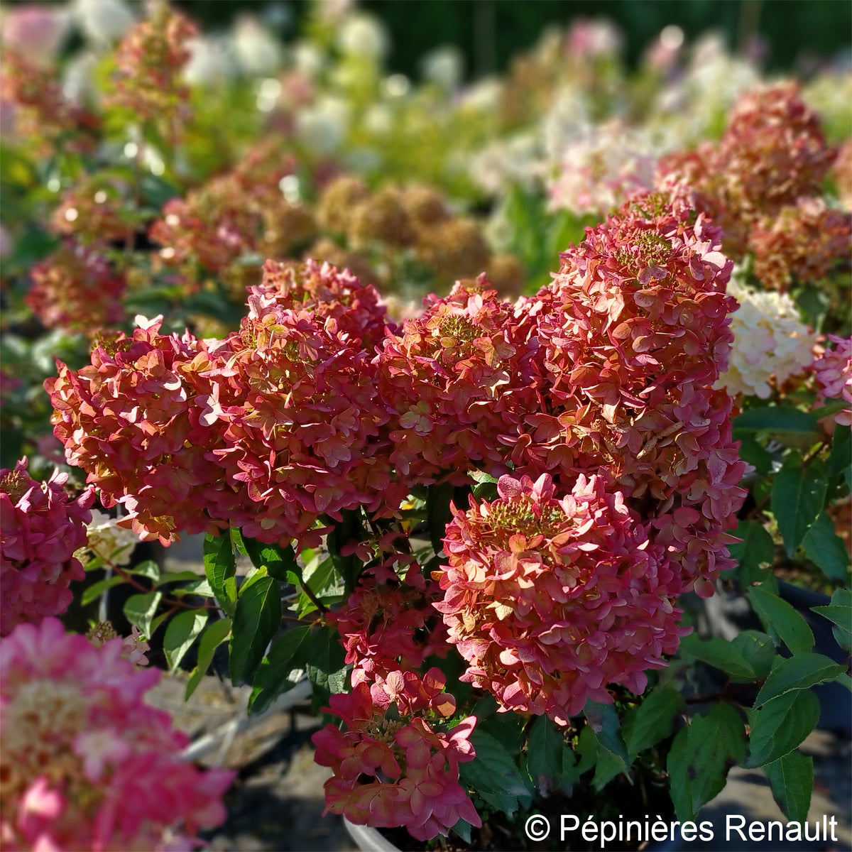 Rispenhortensie - Rispen-Hortensie Metalica® ‘Renmeta’ - Hydrangea paniculata Metalica® renmeta