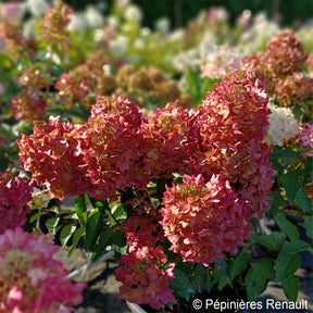 Rispenhortensie - Rispen-Hortensie Metalica® ‘Renmeta’ - Hydrangea paniculata Metalica® renmeta