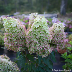 Hydrangea paniculata Metalica® renmeta - Rispen-Hortensie Metalica® ‘Renmeta’ - Rispenhortensie