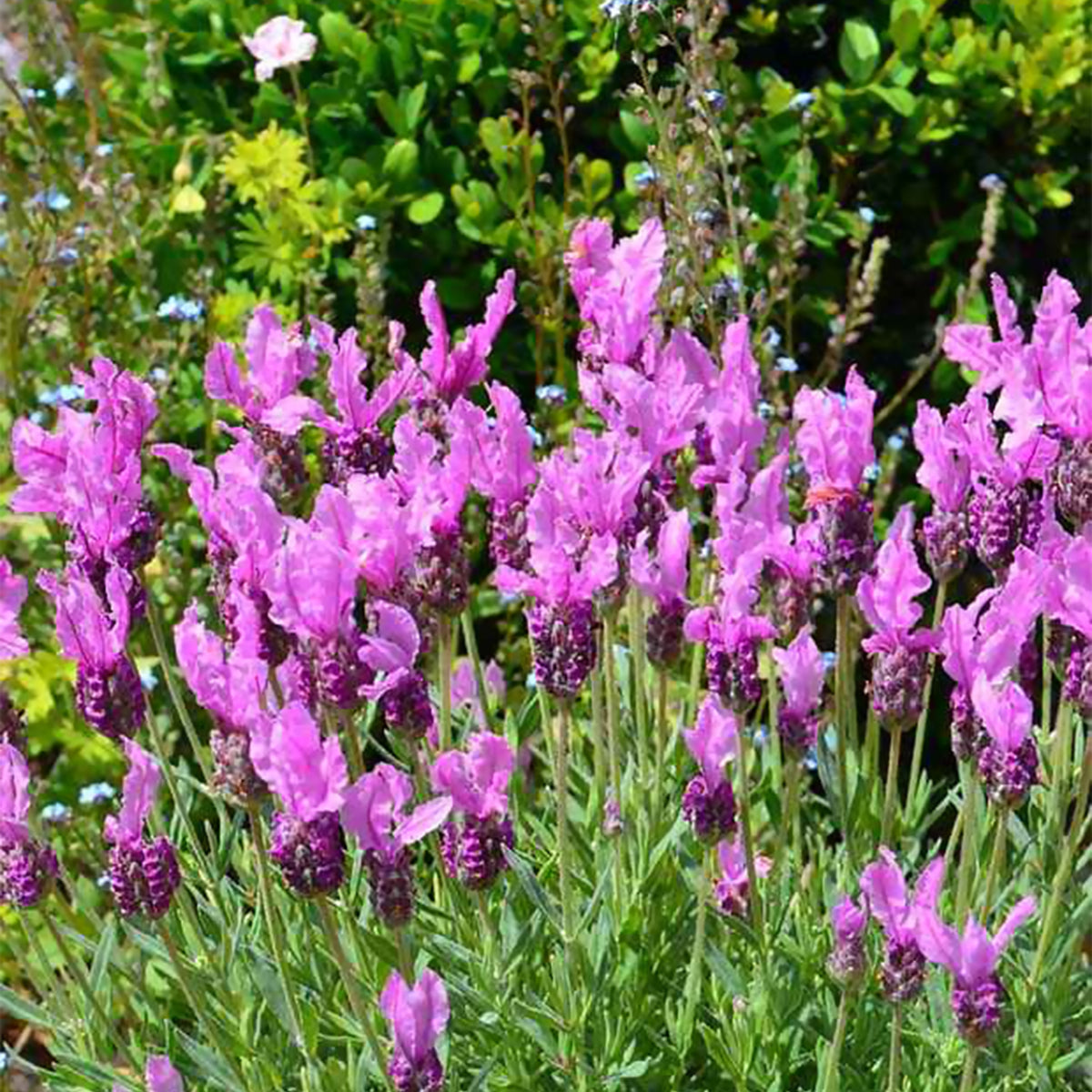 Lavandula stoechas the princess ® lavender 'ib910- - Lavendel The Princess ® Lavender - Lavendel