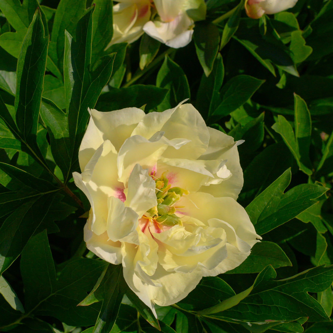 Pfingstrose Canary Brilliants - Willemse