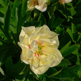 Pfingstrose Canary Brilliants - Willemse