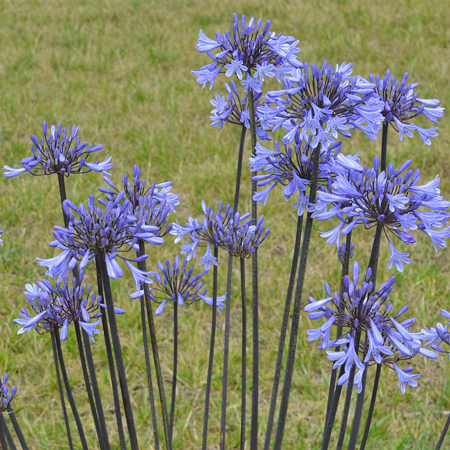 Agapanthus Graphite® Blue TurK8 - Schmucklilie - Willemse