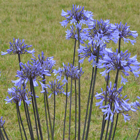 Agapanthus Graphite® Blue TurK8 - Schmucklilie - Willemse