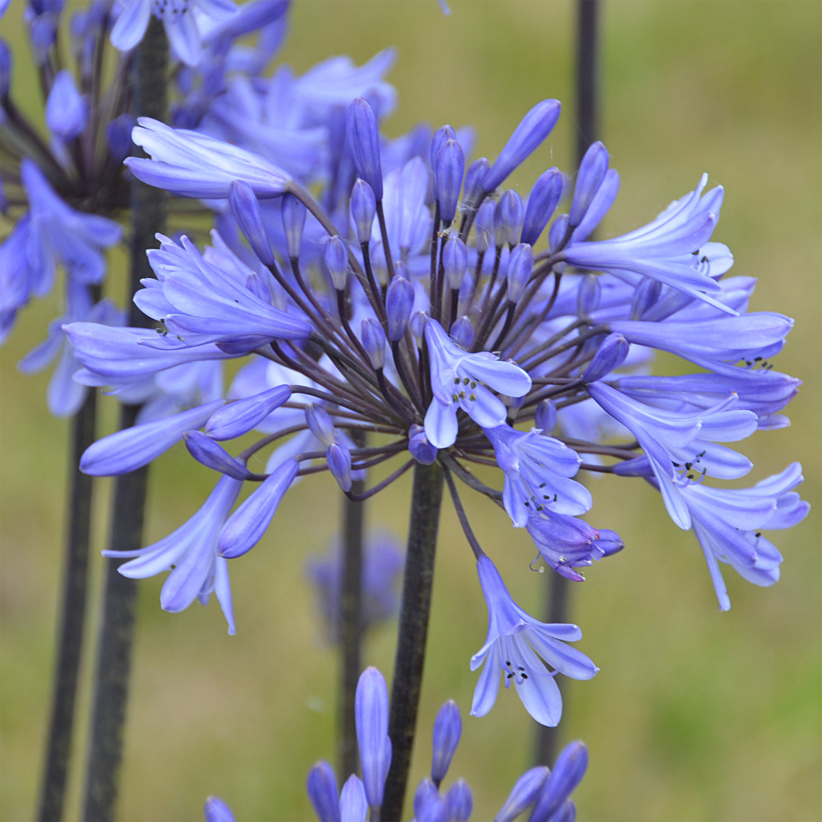 Agapanthus - Agapanthus Graphite® Blue TurK8 - Schmucklilie - Agapanthus Graphite ® Blue Turk8