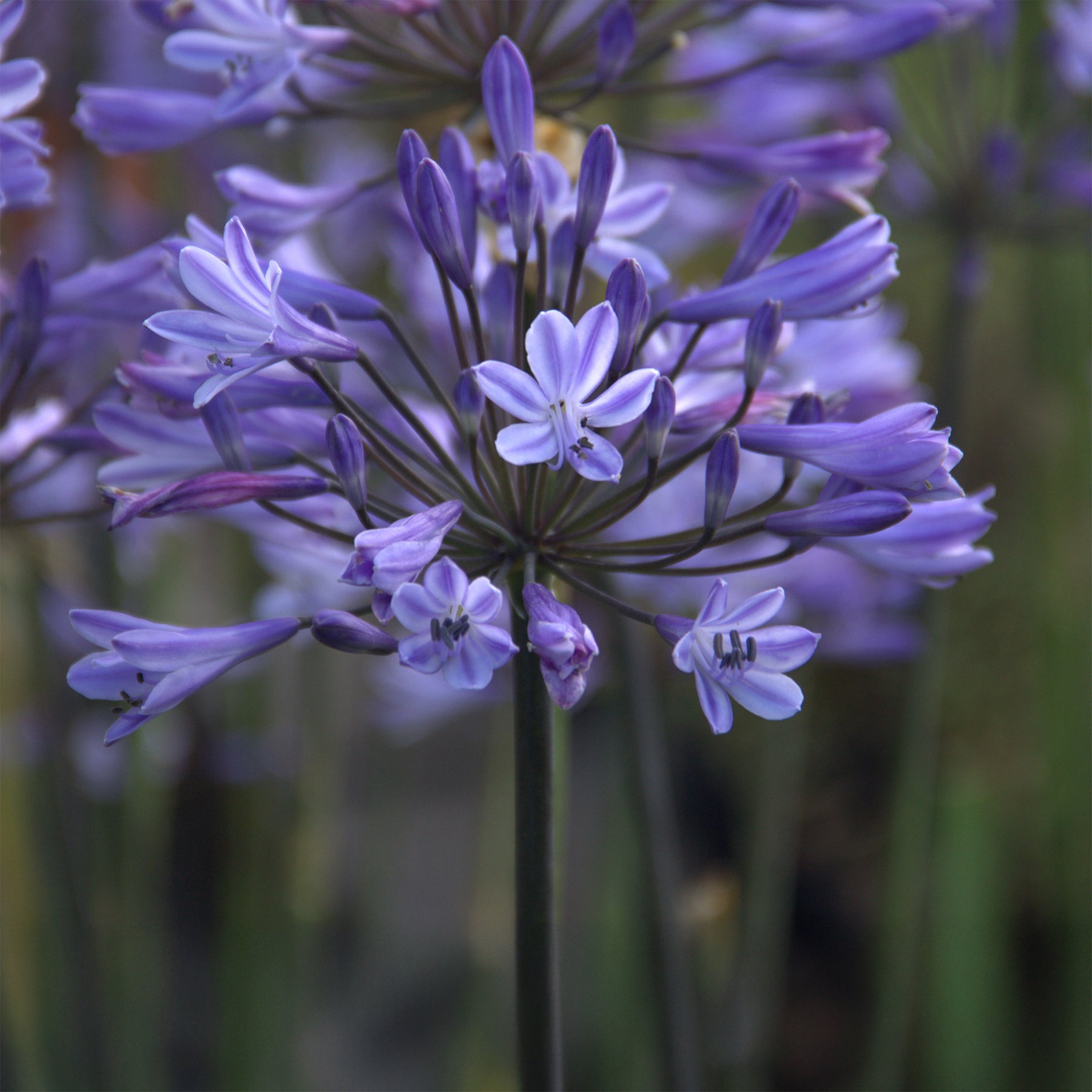 Agapanthus Graphite® Blue TurK8 - Schmucklilie - Agapanthus Graphite ® Blue Turk8 - Willemse
