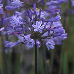 Agapanthus Graphite® Blue TurK8 - Schmucklilie - Agapanthus Graphite ® Blue Turk8 - Willemse