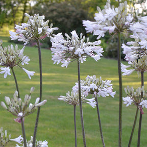 Agapanthus Graphite® White TurK8 - Schmucklilie - Agapanthus Graphite ® White Turk8 - Willemse