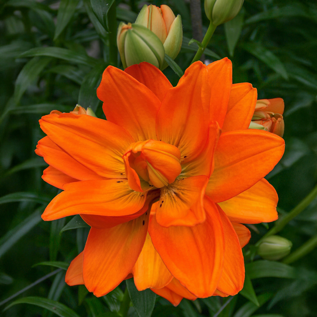 Lilie Hulk - Lillium Hulk  - Willemse