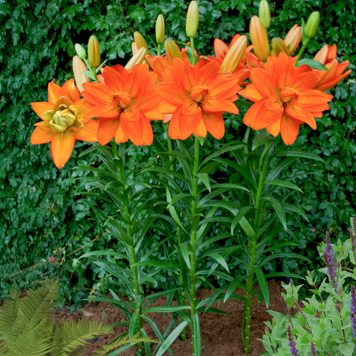 Lilie Hulk - Willemse