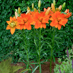 Lilie Hulk - Willemse