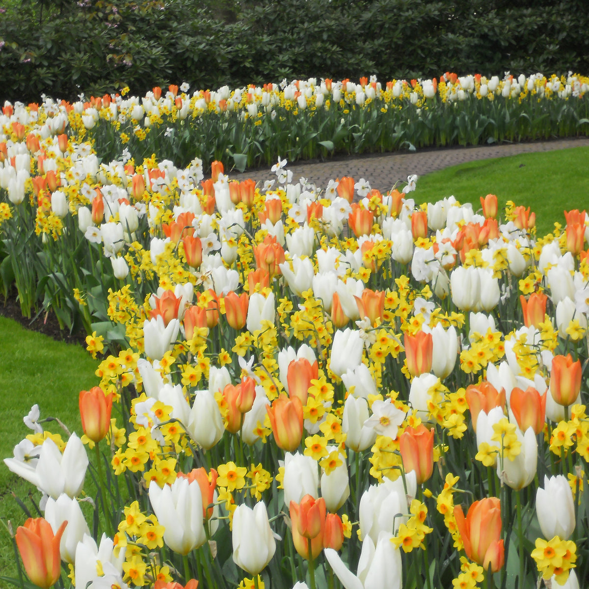 20 Blumenzwiebeln für Frühlingsbeet - Willemse