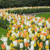 20 Blumenzwiebeln für Frühlingsbeet - Willemse