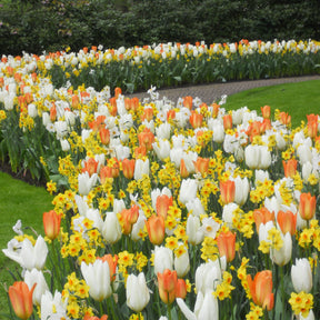 20 Blumenzwiebeln für Frühlingsbeet - Willemse