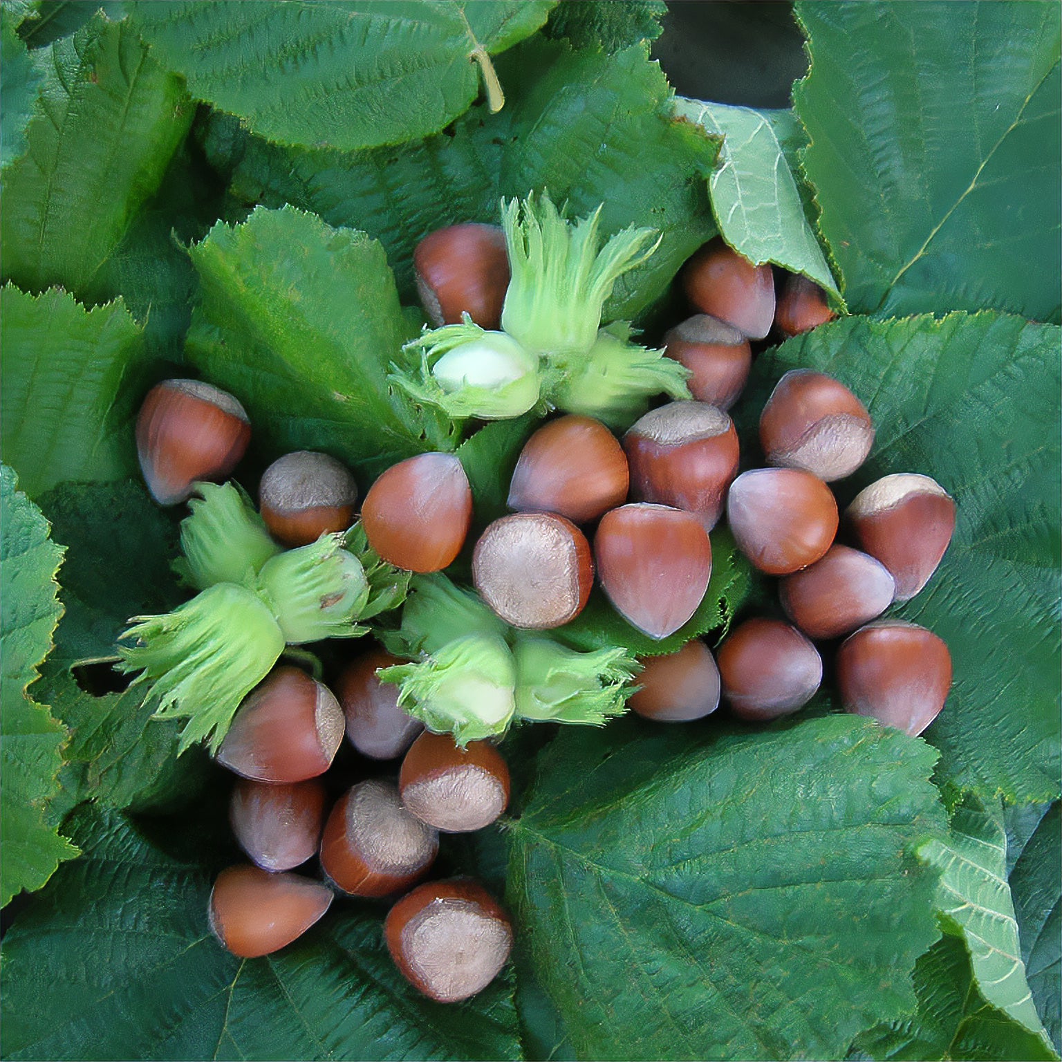 Corylus maxima Merveille de Bollwiller - Gemeine Hasel Merveille de Bollwiller - Haselnuss