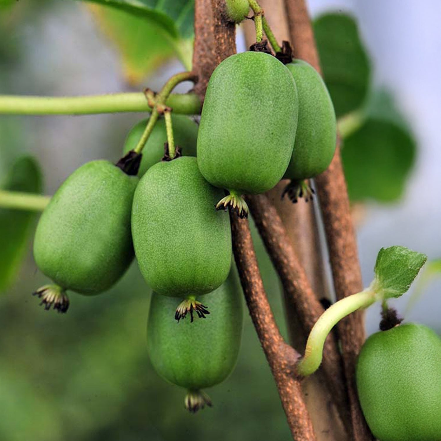 Selbstbefruchtende Mini-Kiwi Vitikiwi® - Willemse