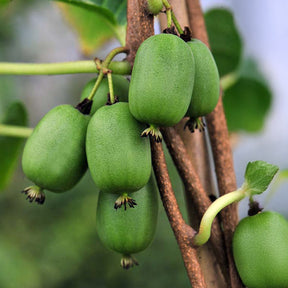 Selbstbefruchtende Mini-Kiwi Vitikiwi® - Willemse