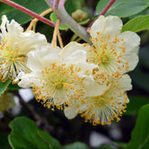 Kiwi männlich 'Atlas' - Willemse