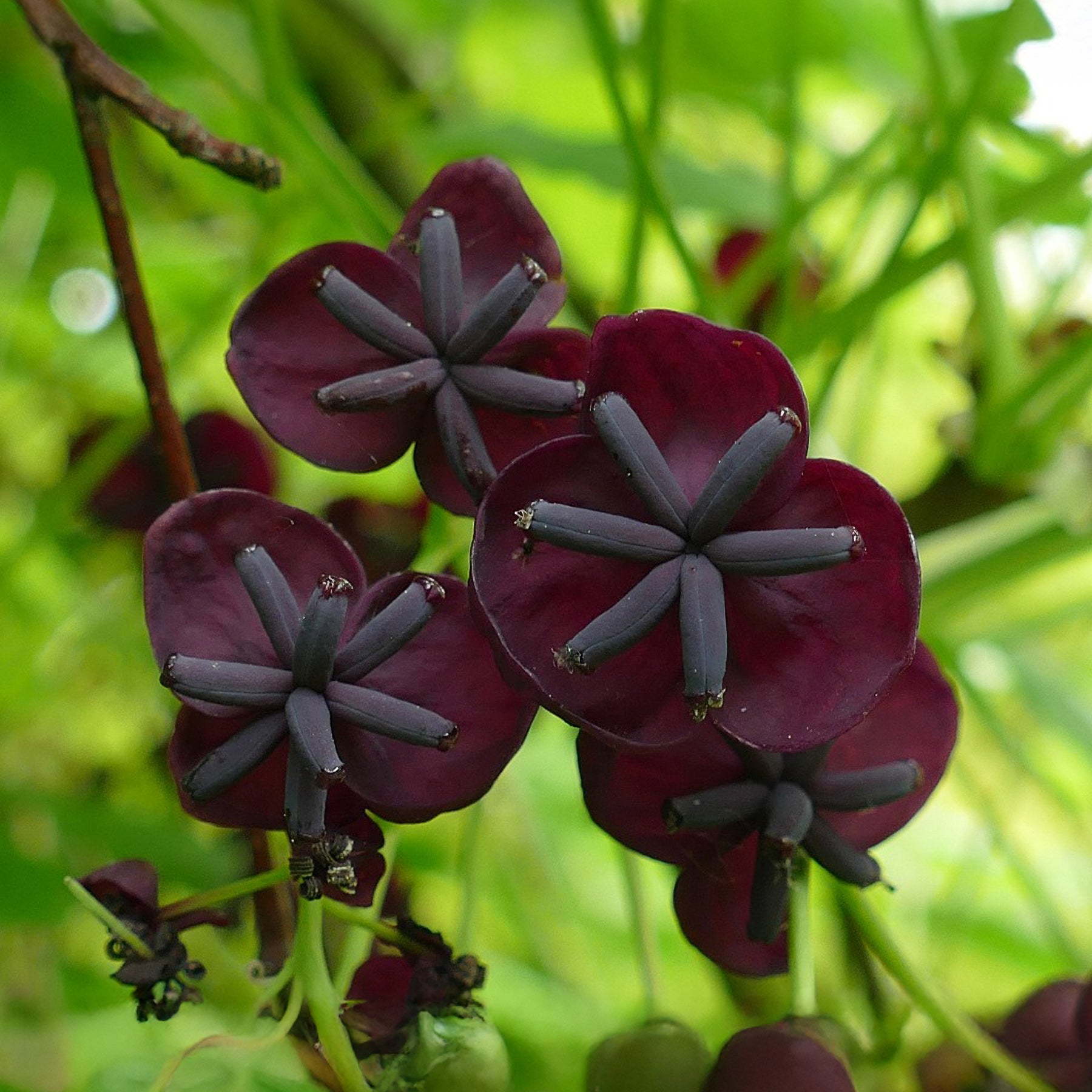 Dreiblättrige Akébia - Akebia trifoliata - Willemse
