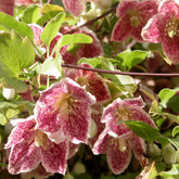 Winter-Waldrebe ‘Freckles’ - Willemse