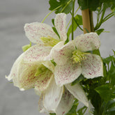 Winter-Waldrebe ‘Winter Parasol’ - Willemse