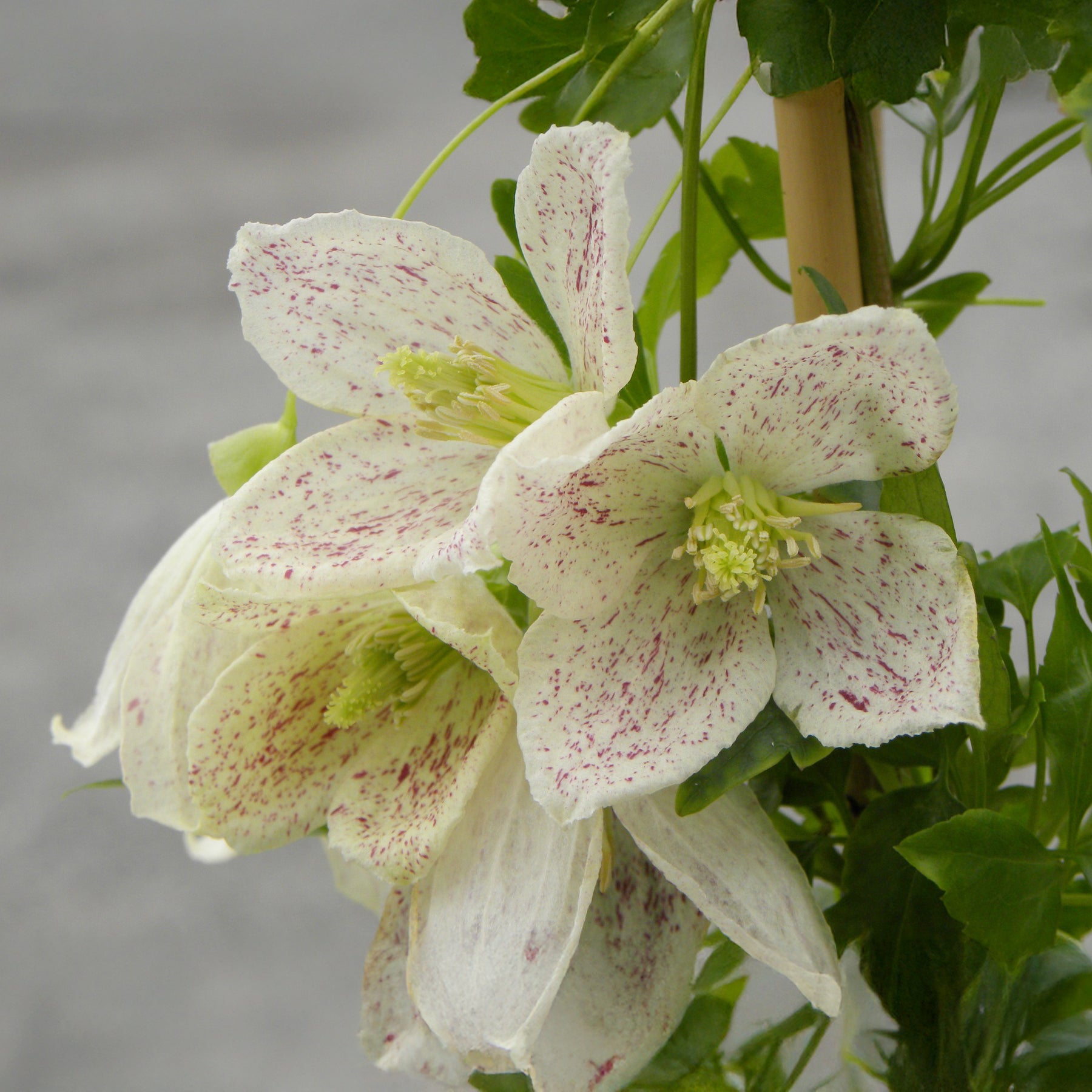 Winter-Waldrebe ‘Winter Parasol’ - Willemse