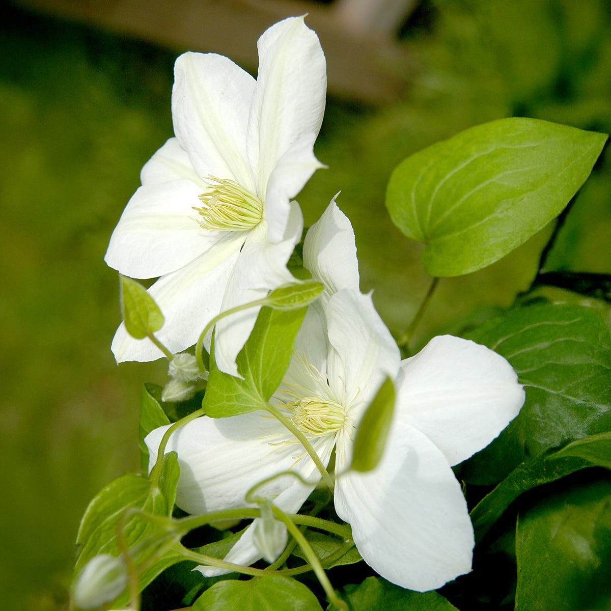 Waldrebe 'Madame Lecoultre - Willemse