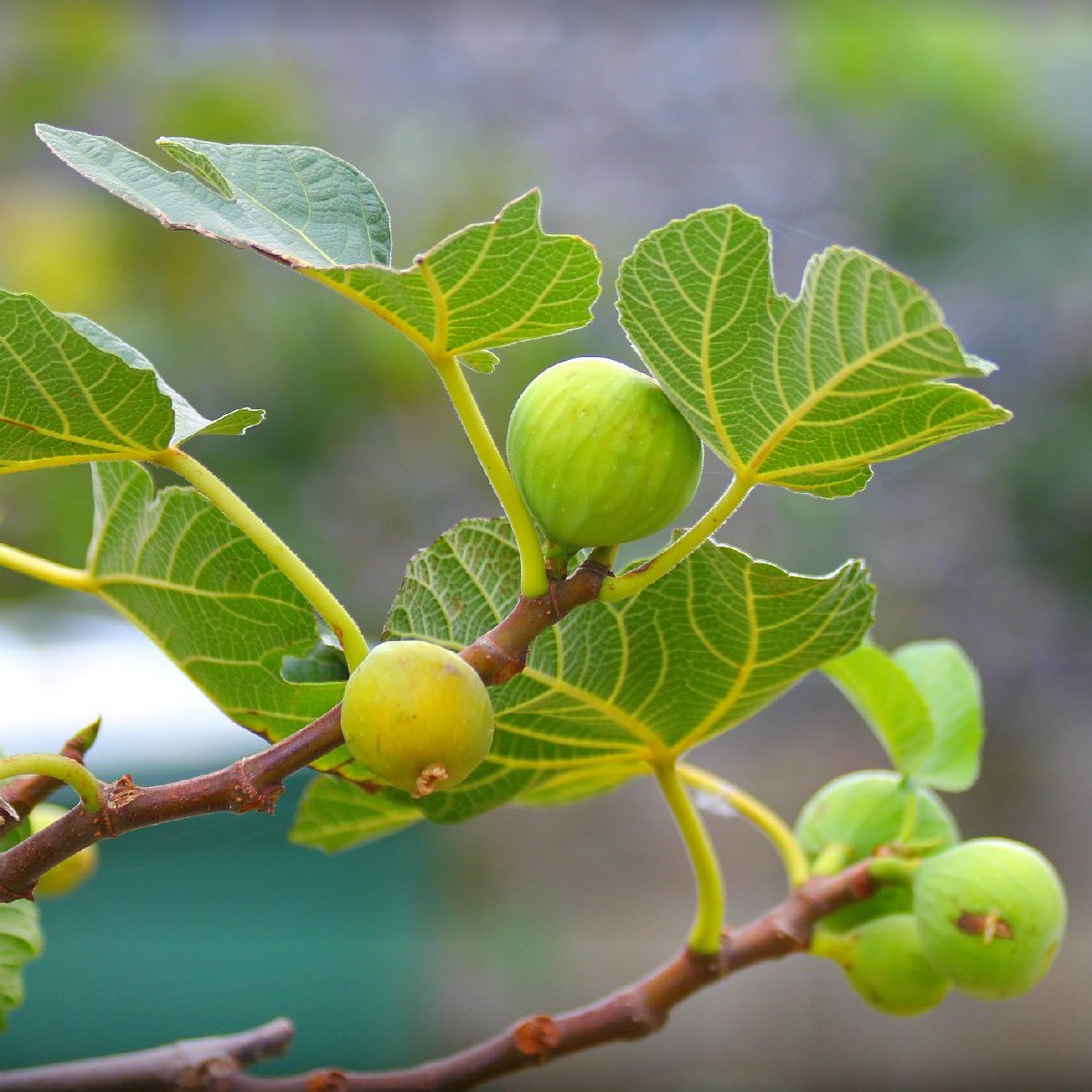 Feige 'La Marseillaise' selbstfruchtbar - Ficus carica Marseillaise - Willemse