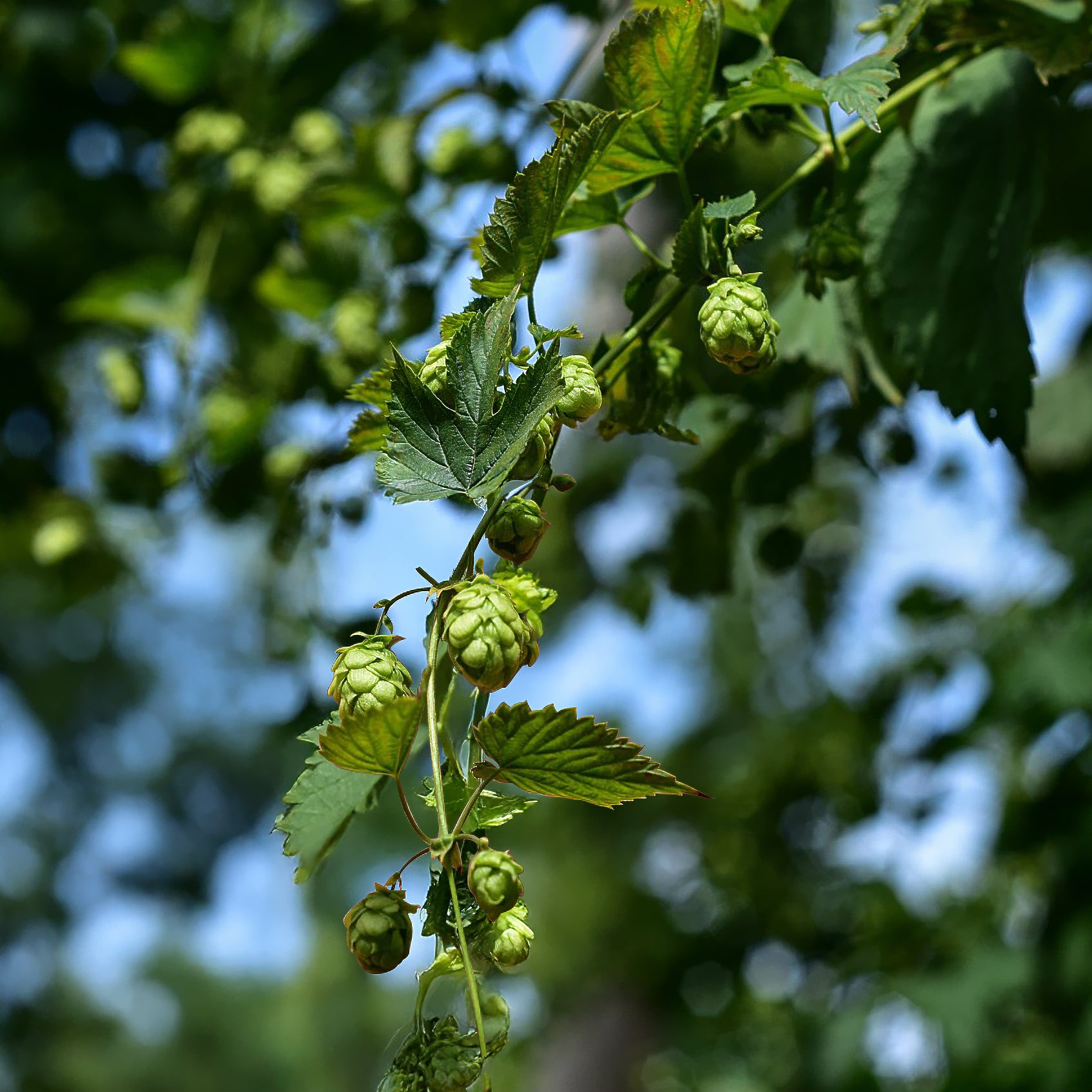 Hopfen Cascade - Willemse