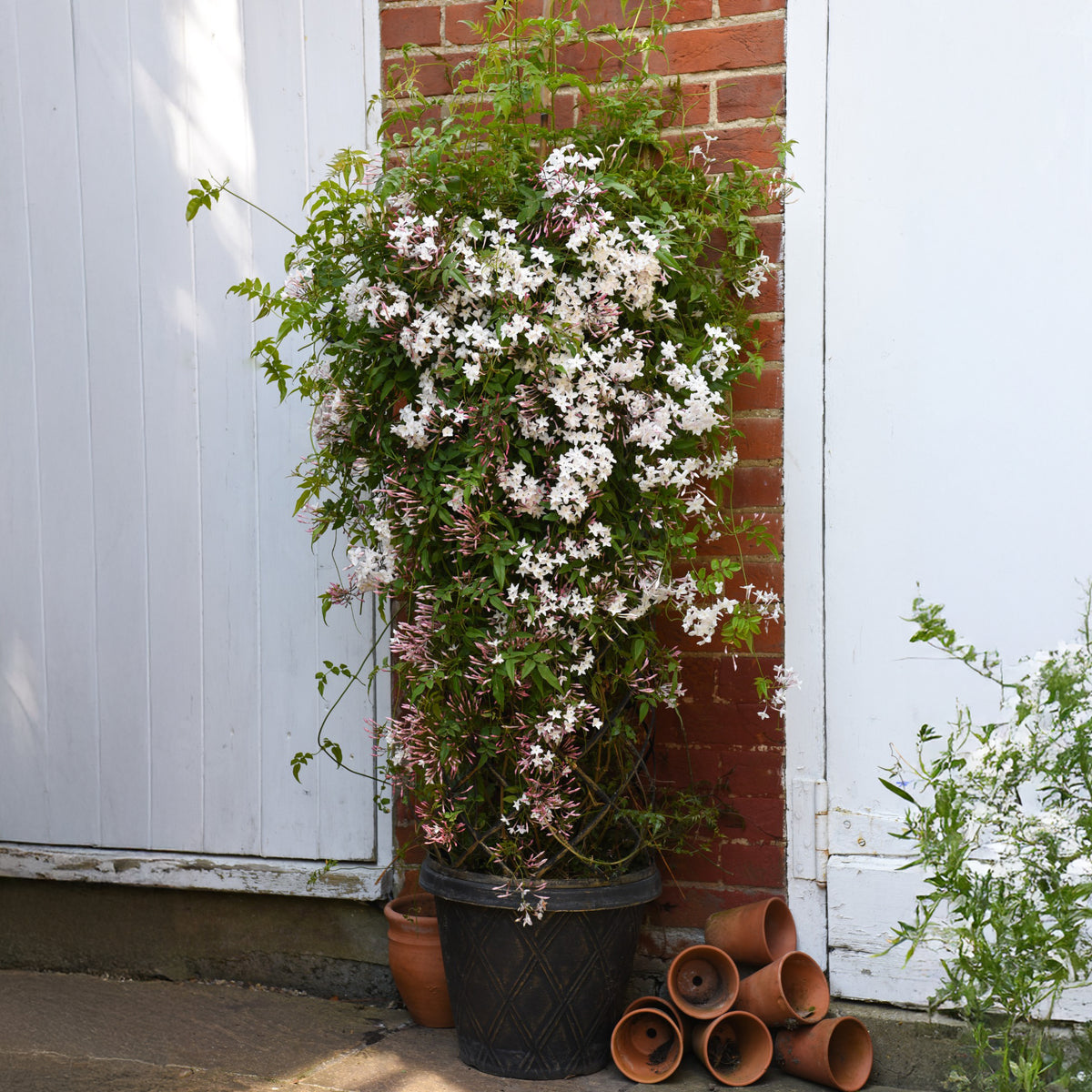 Jasmin Starry® night - Willemse