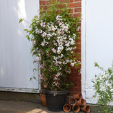 Sternjasmin 'Starry Night'® - Willemse