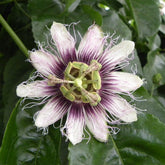 Purpur-Passionsblume - Willemse