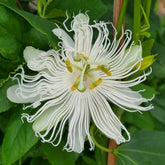 Passionsblume Cooltropics® Snowstar - Willemse