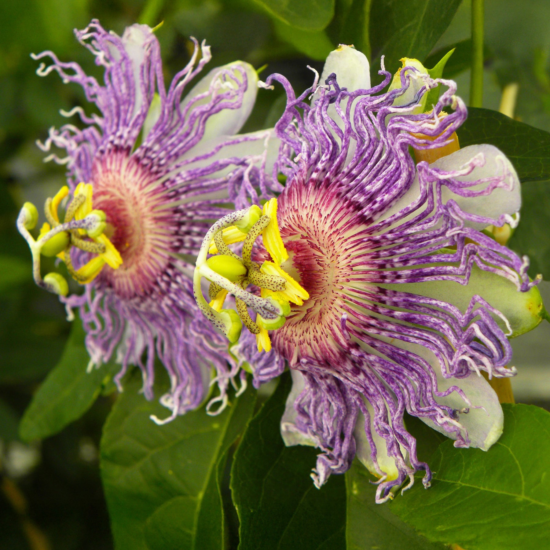 Passionsblume ‘Cooltropics Eia Popeia’® - Willemse
