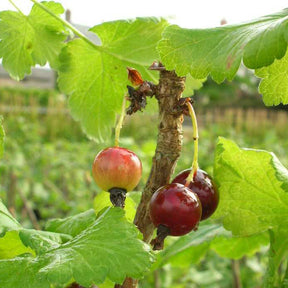 Jostabeere ‘Josta’ - Willemse