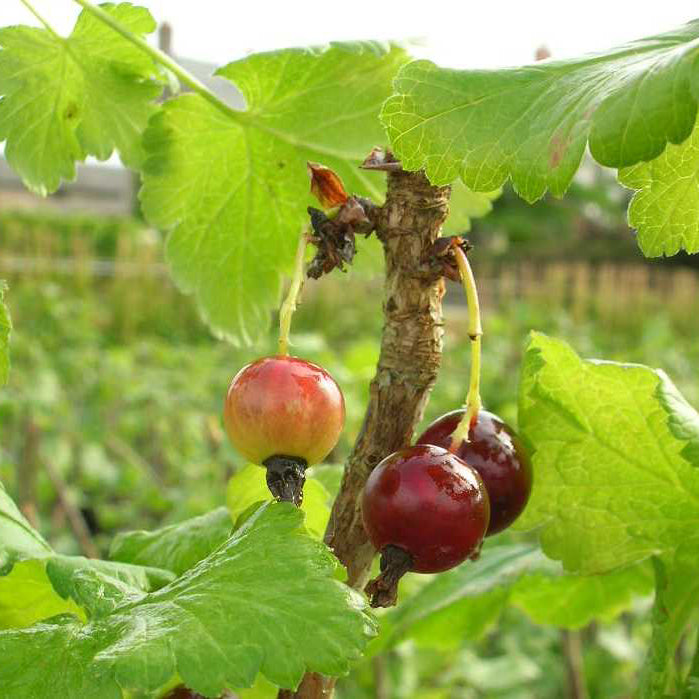 Caseille Josta - Willemse