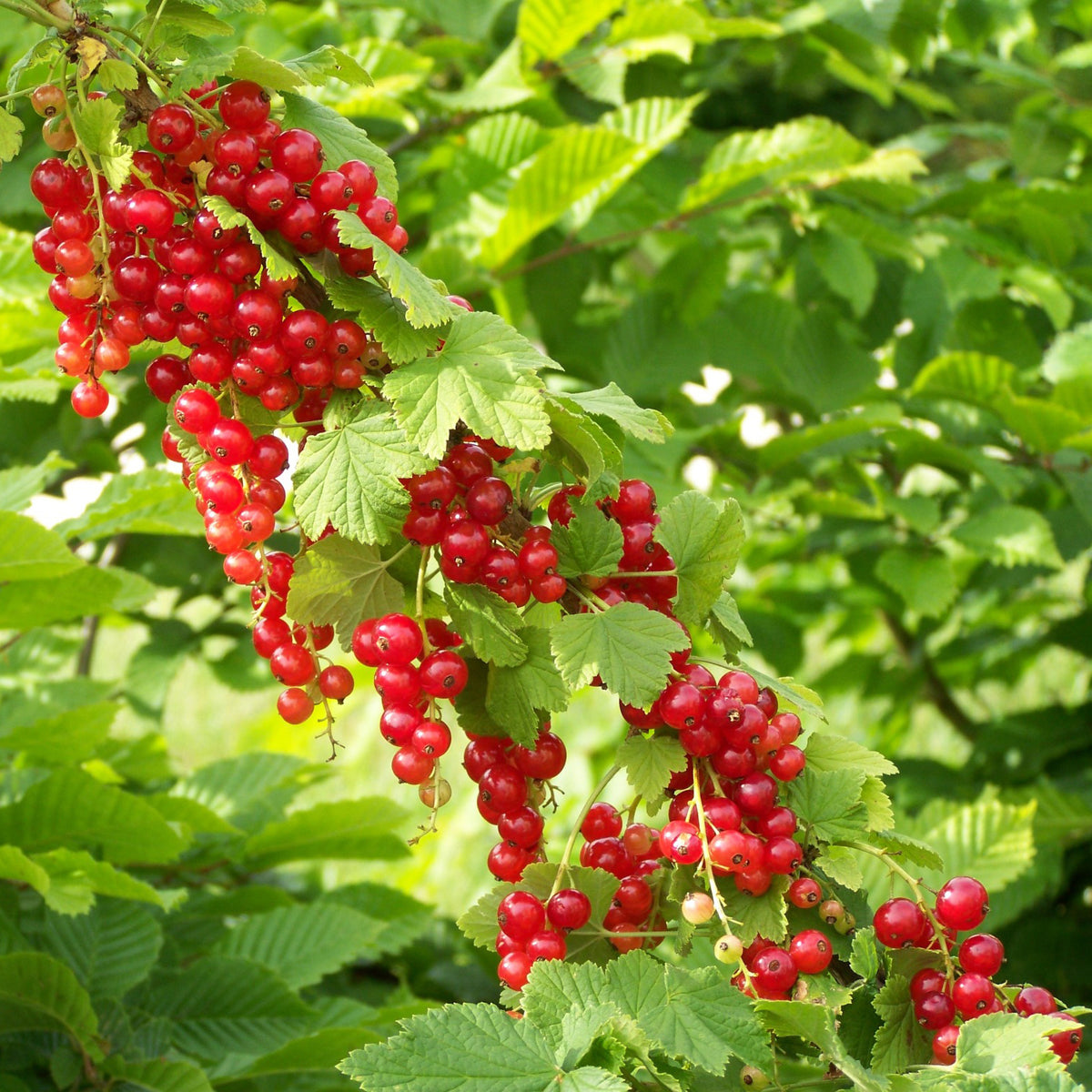 Ribes rubrum Junifer - Rote Johannisbeere 'Junifer' (Johannisbeere) - Johannisbeeren